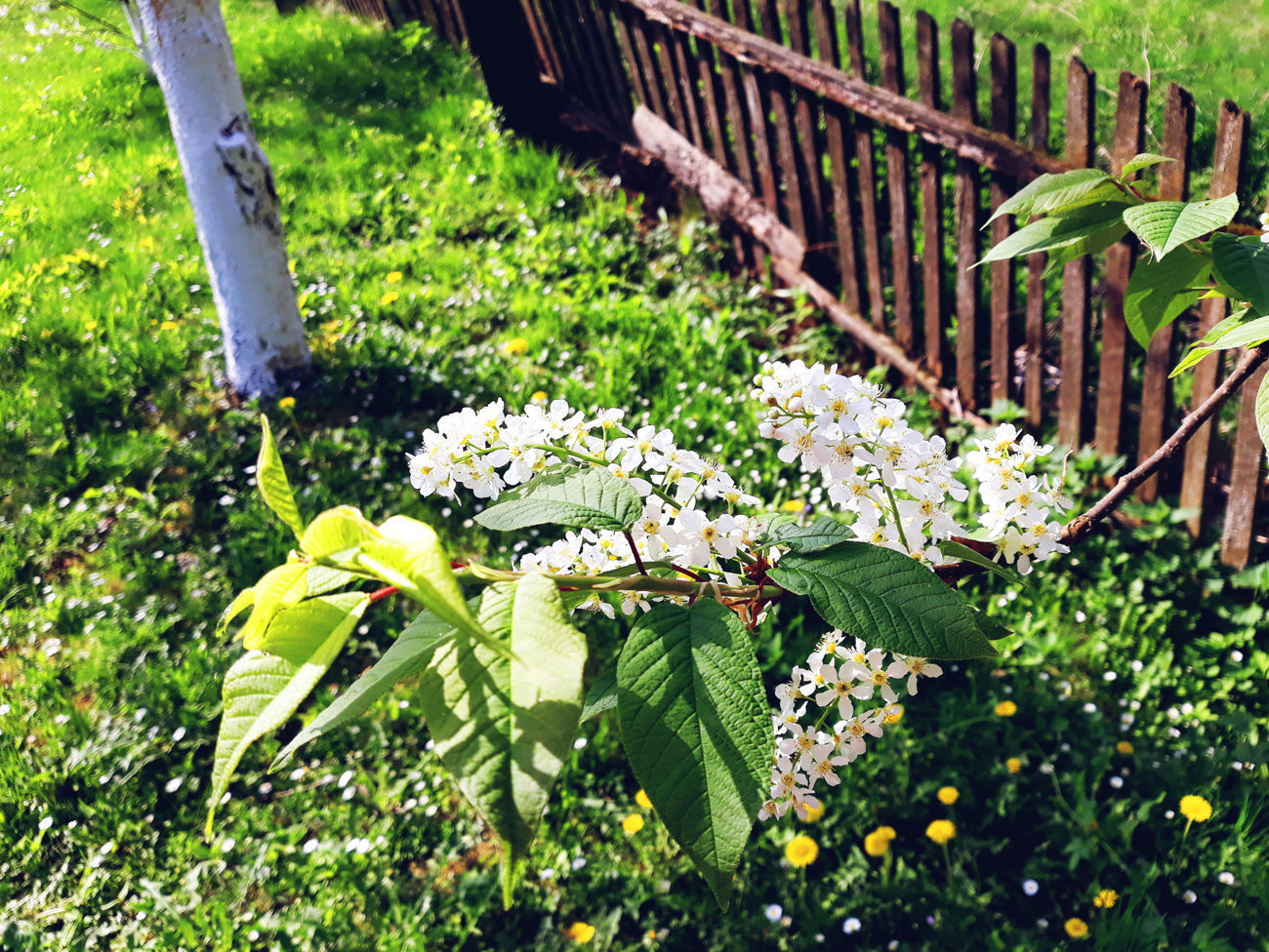 stakit og beplantning