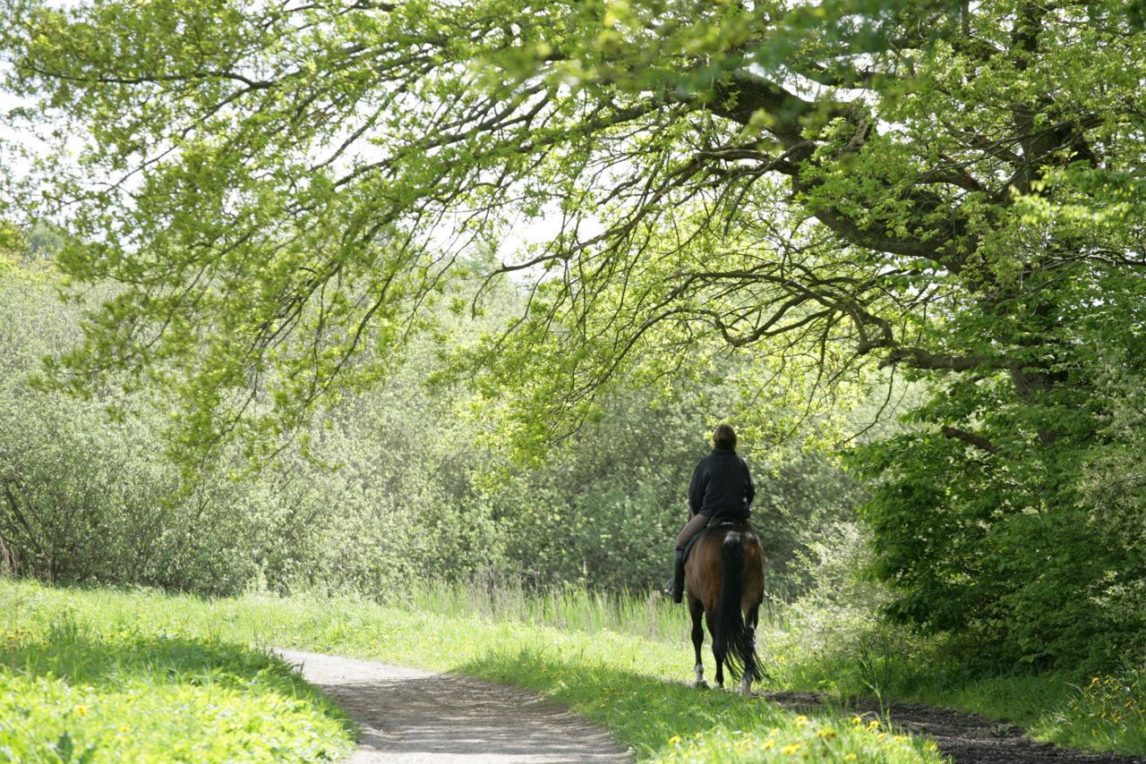 Hest og rytter i skov