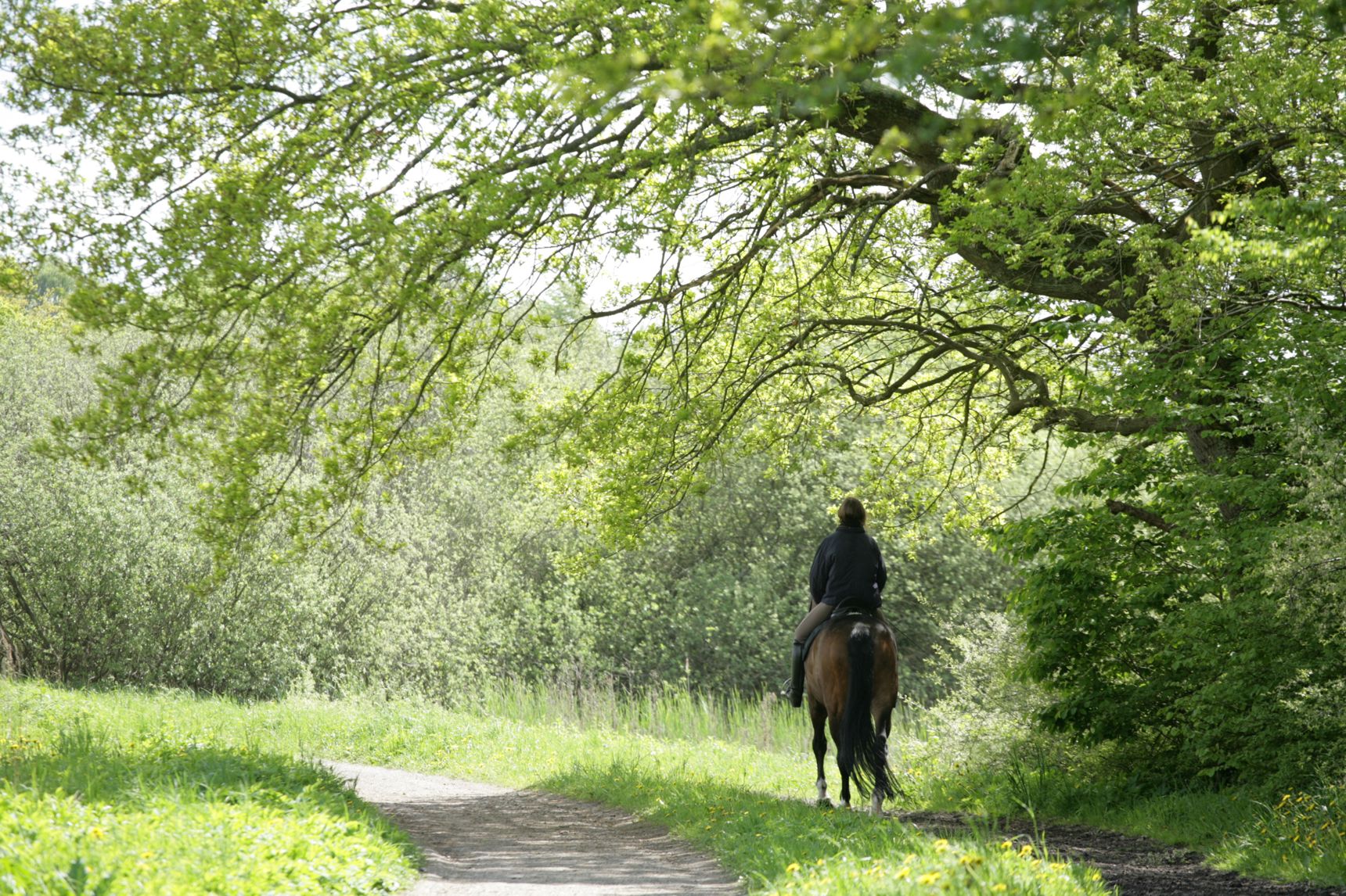 Hest og rytter i skov