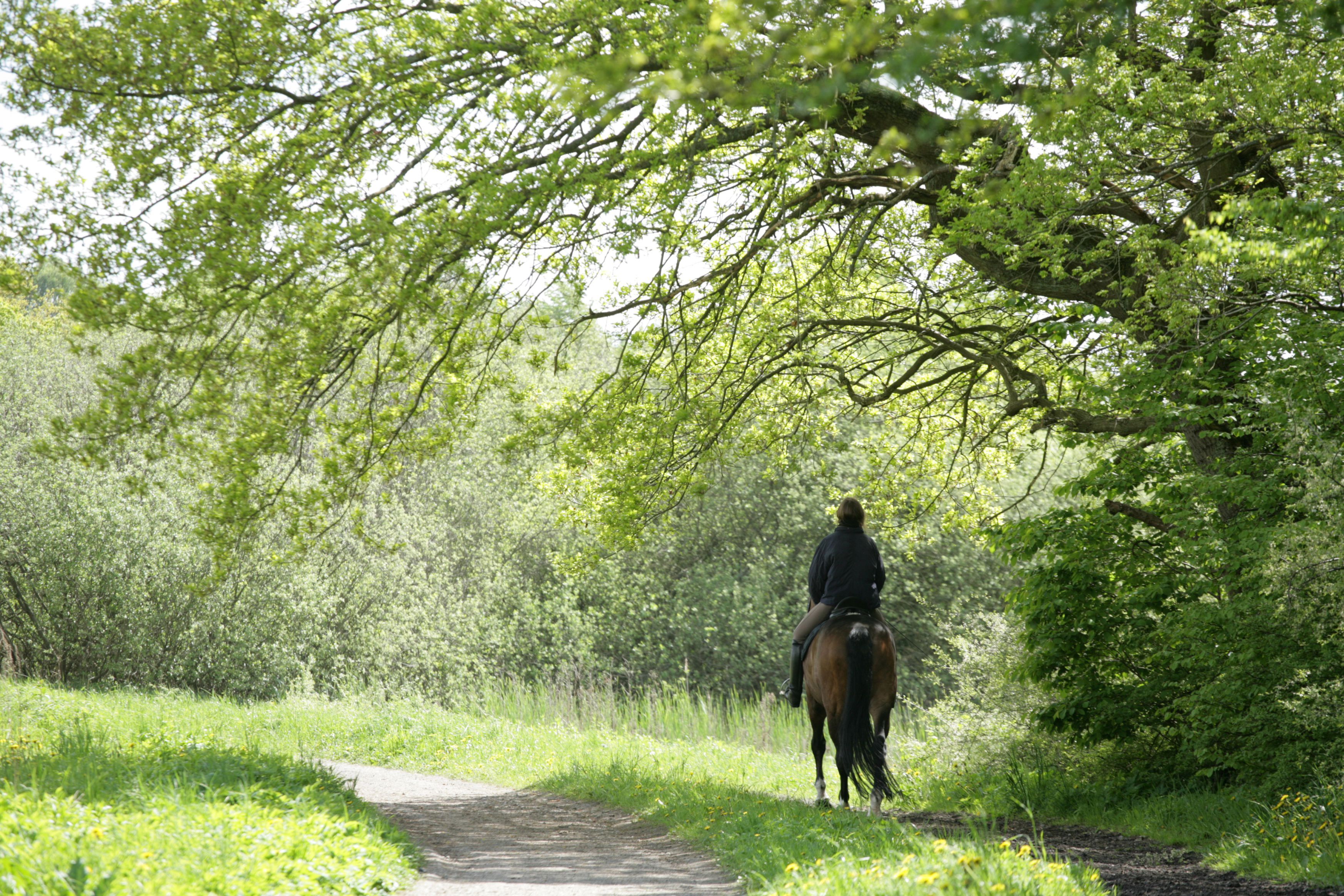 Hest og rytter i skov