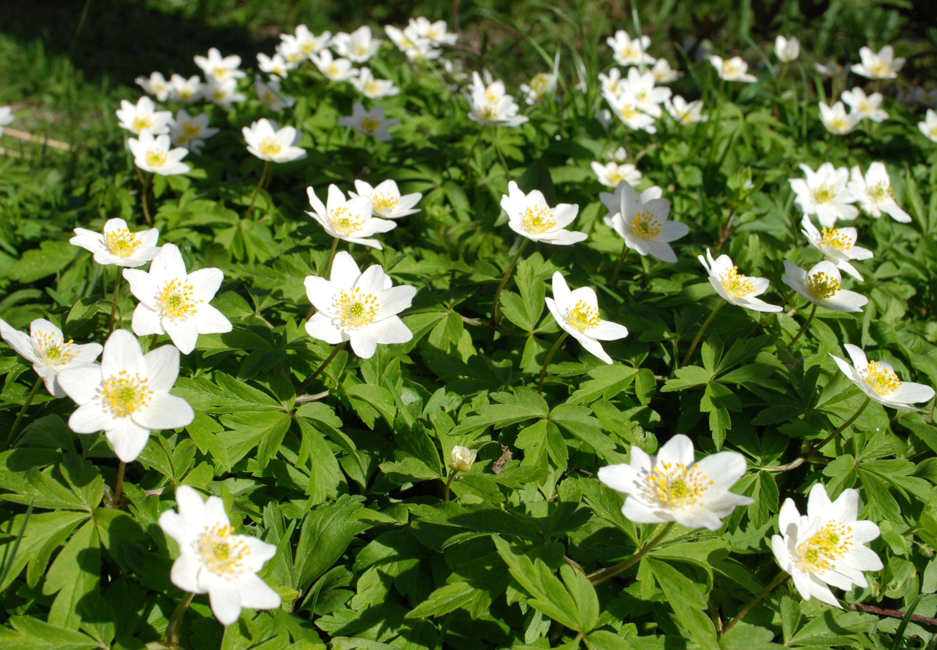 Anemoner