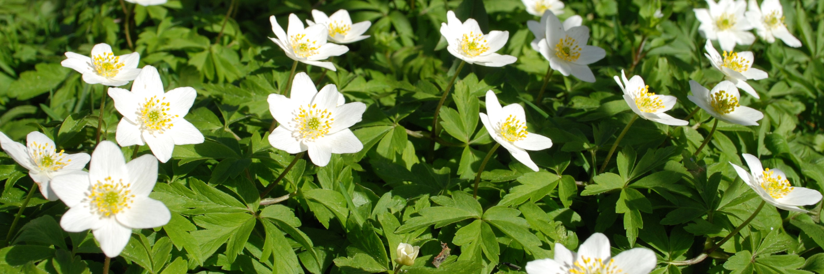 Anemoner