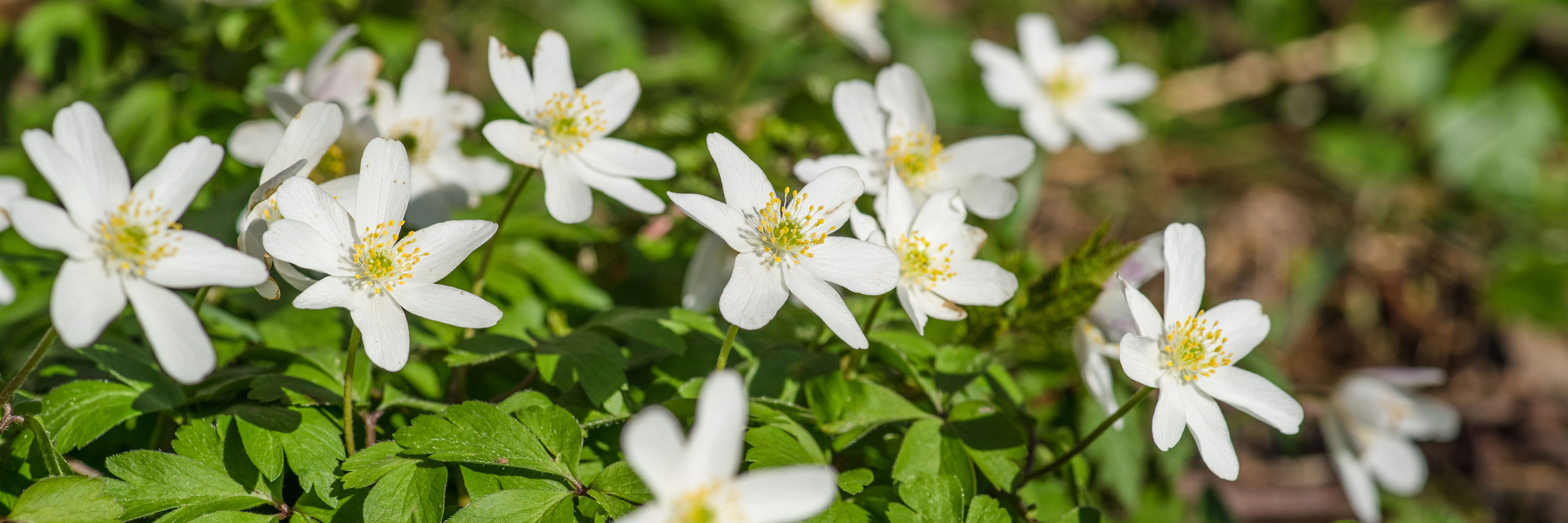Anemoner