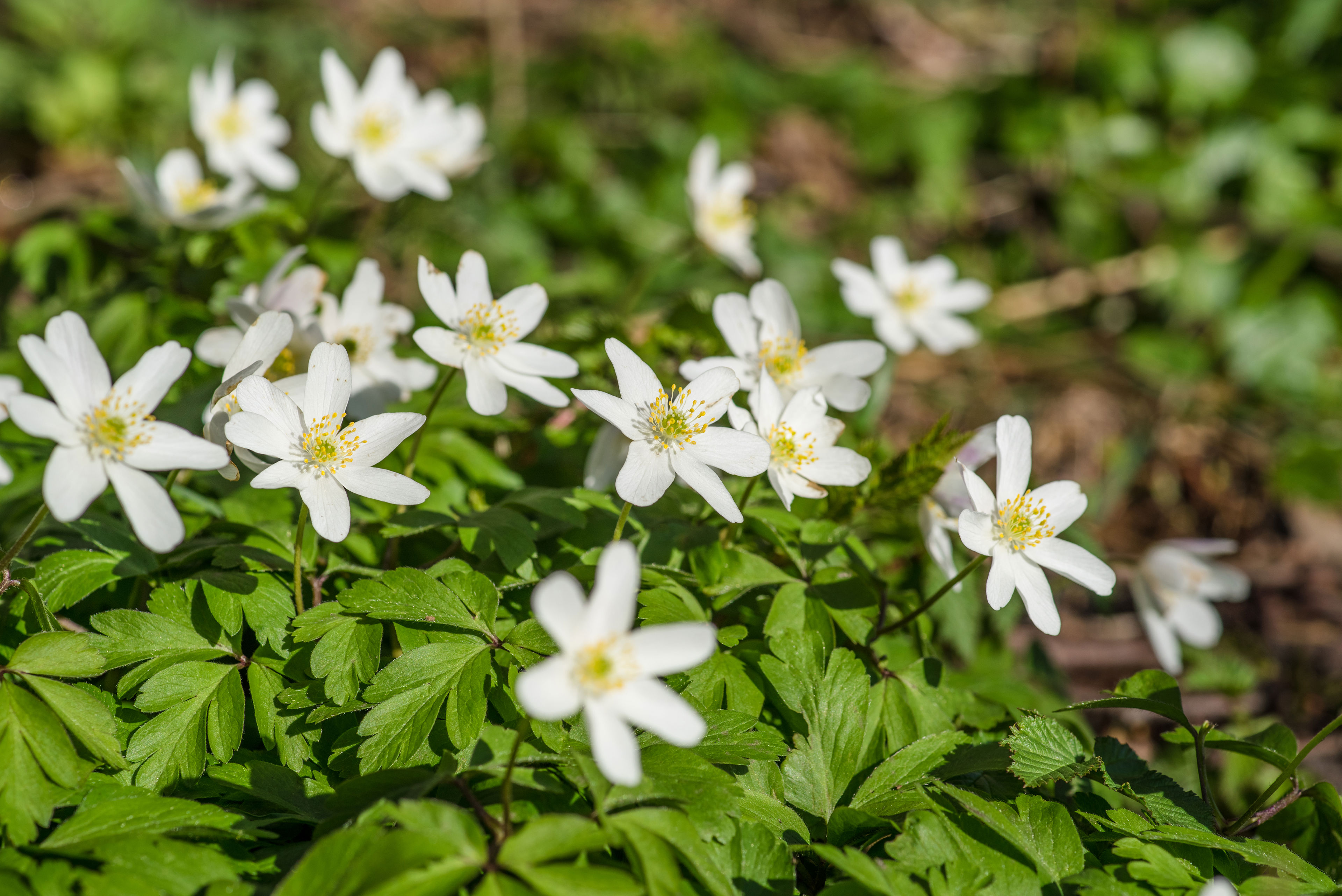 Anemoner