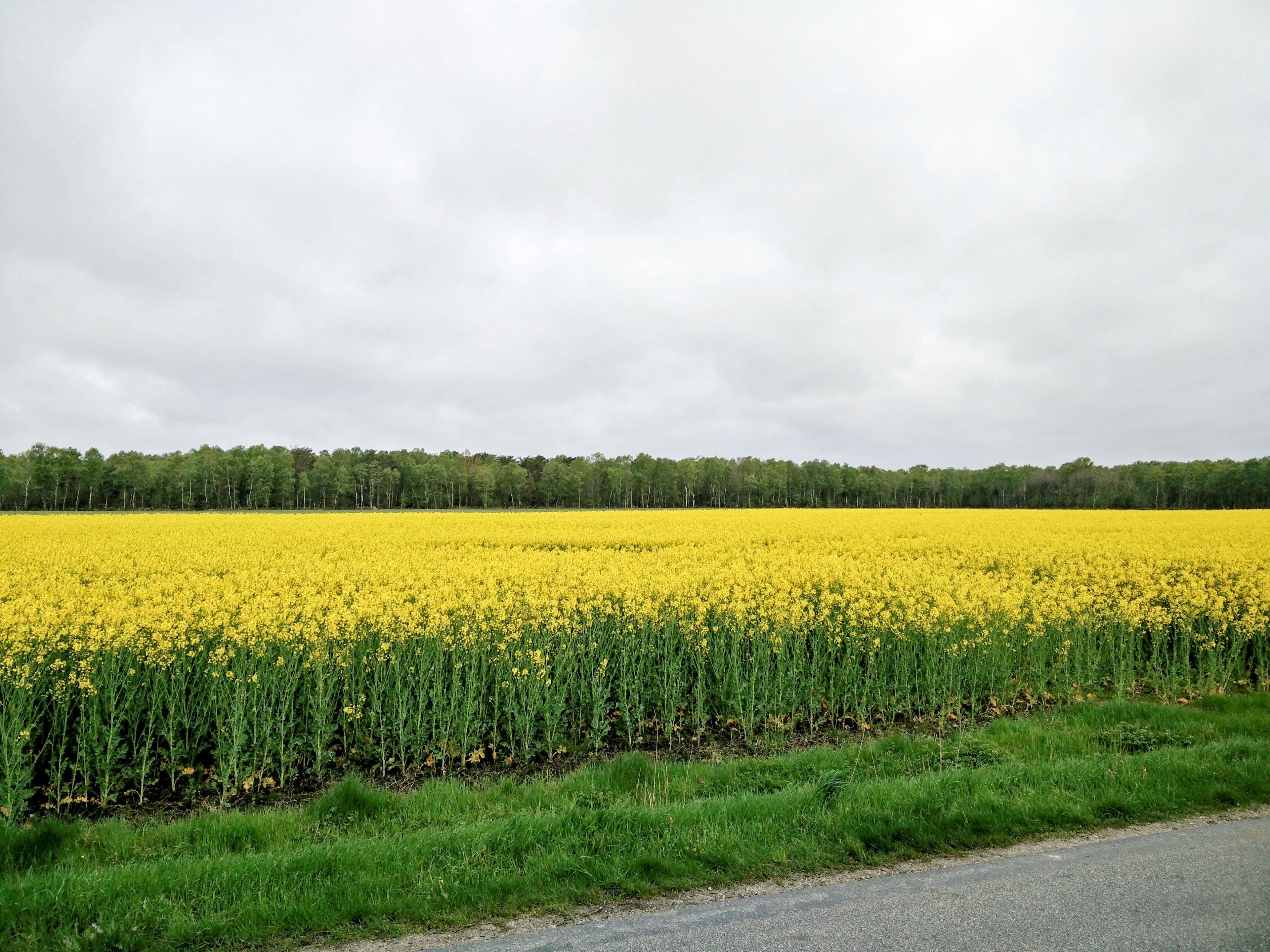 Forår