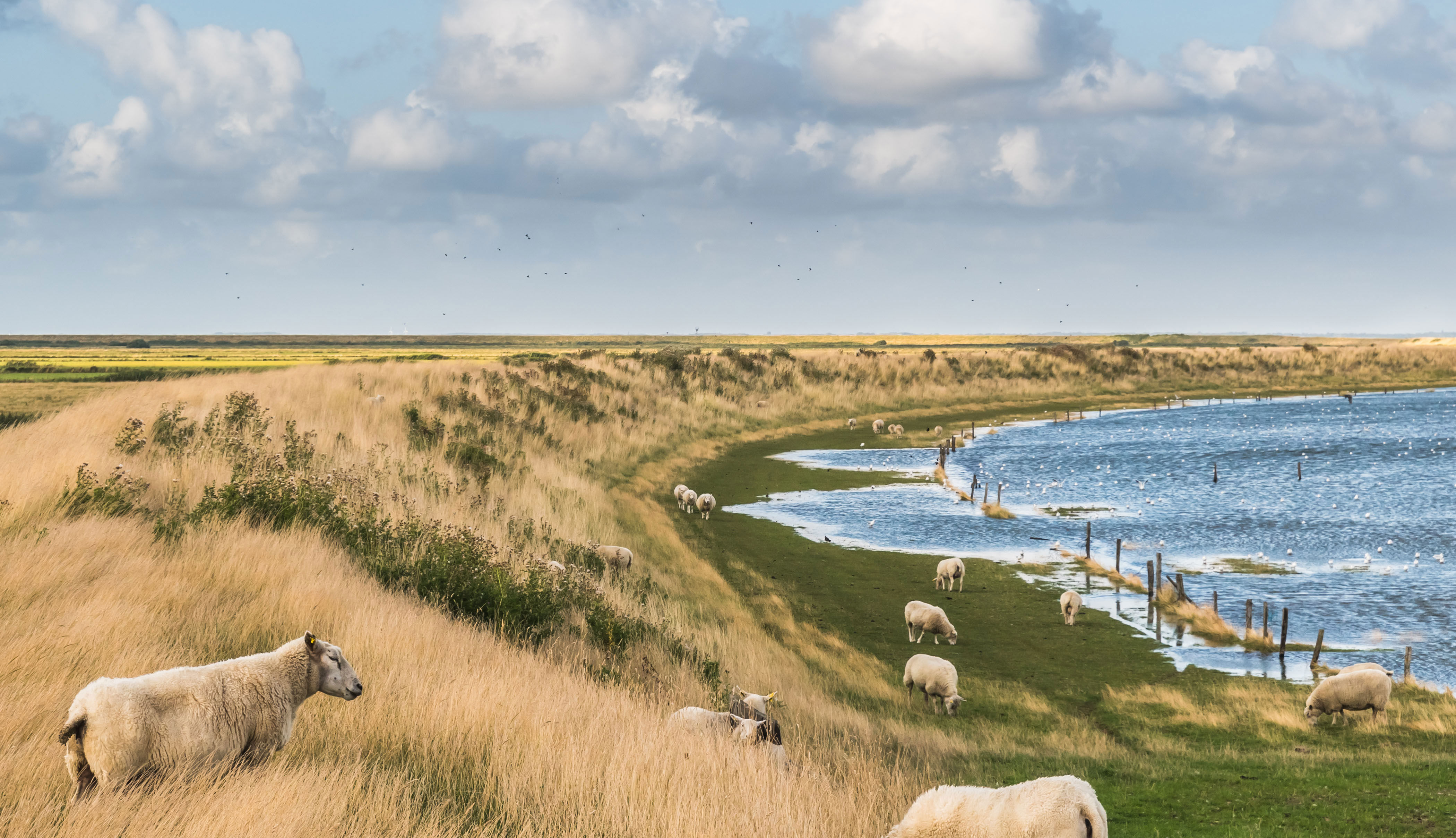 Dige og græssende får