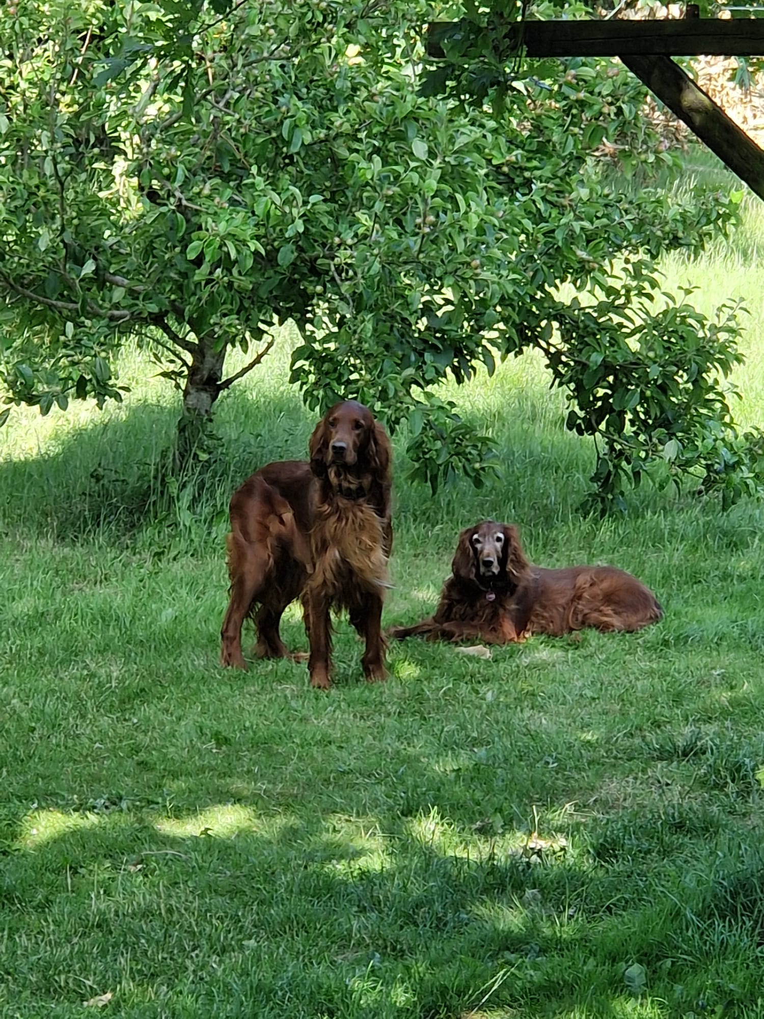 Hundene Viggo og Hilly