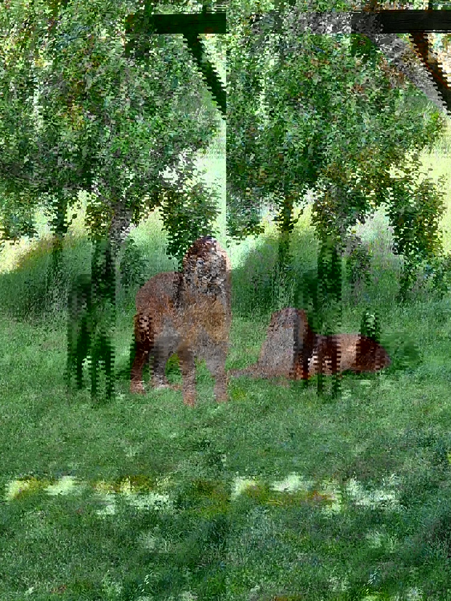 Hundene Viggo og Hilly