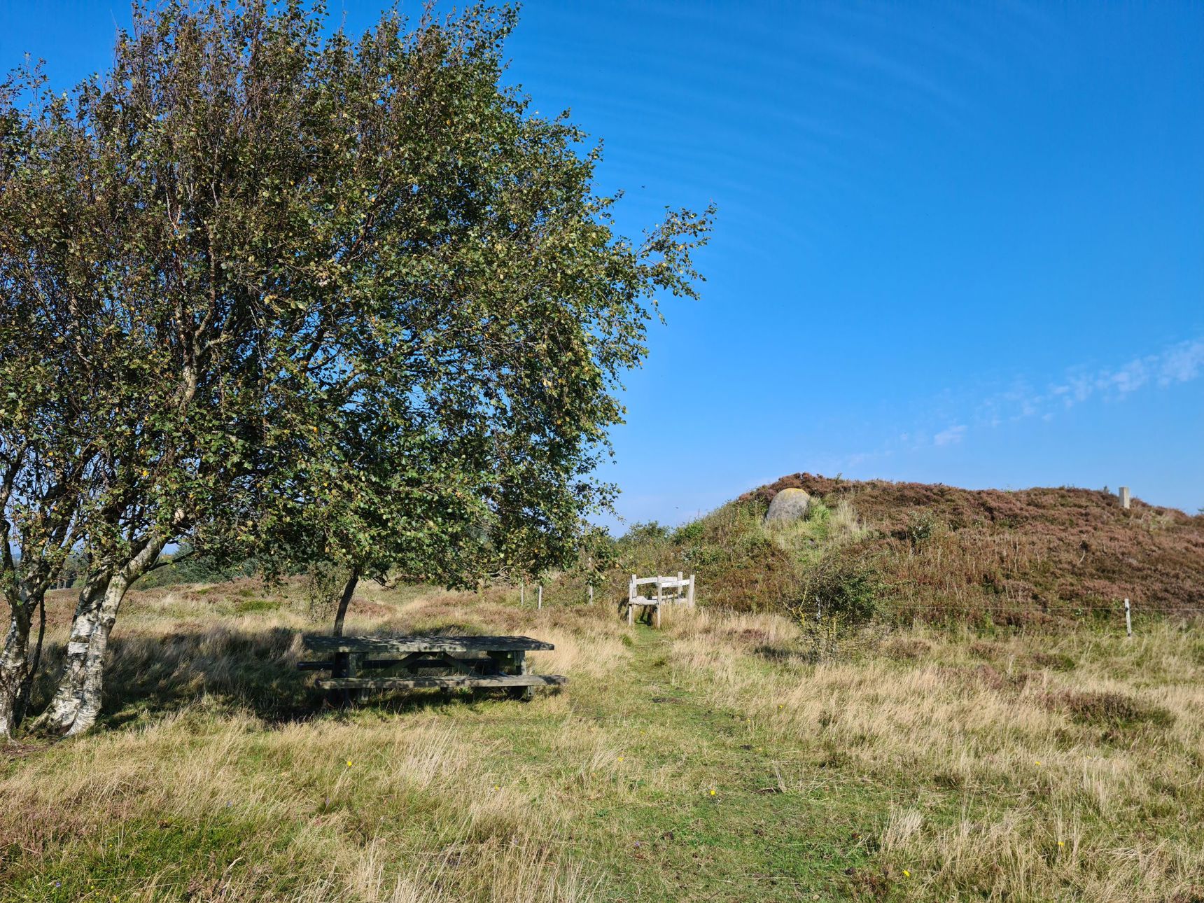 Natur træ hede lyng