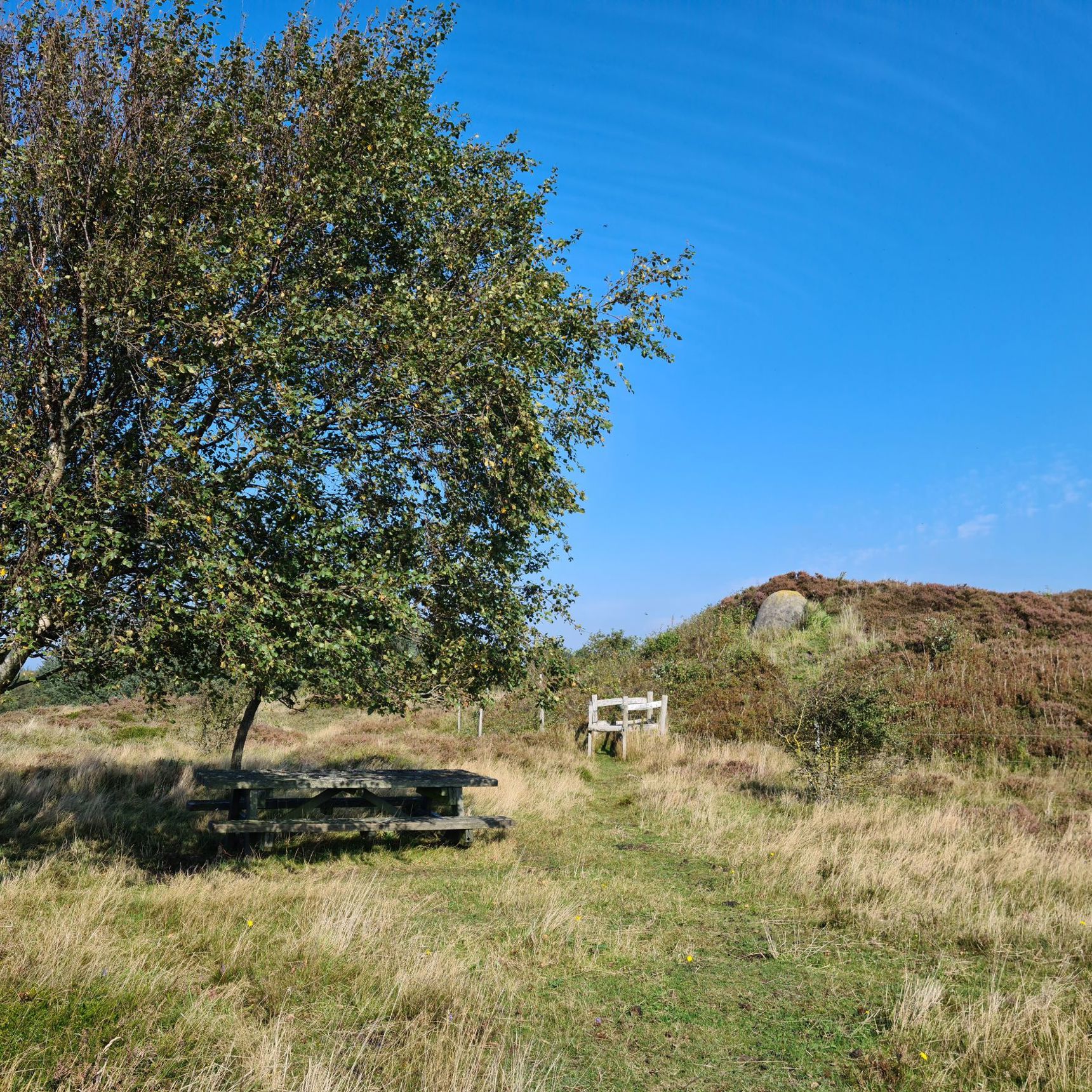 Natur træ hede lyng