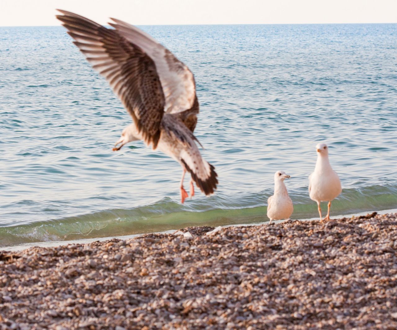 Havmåger på stranden