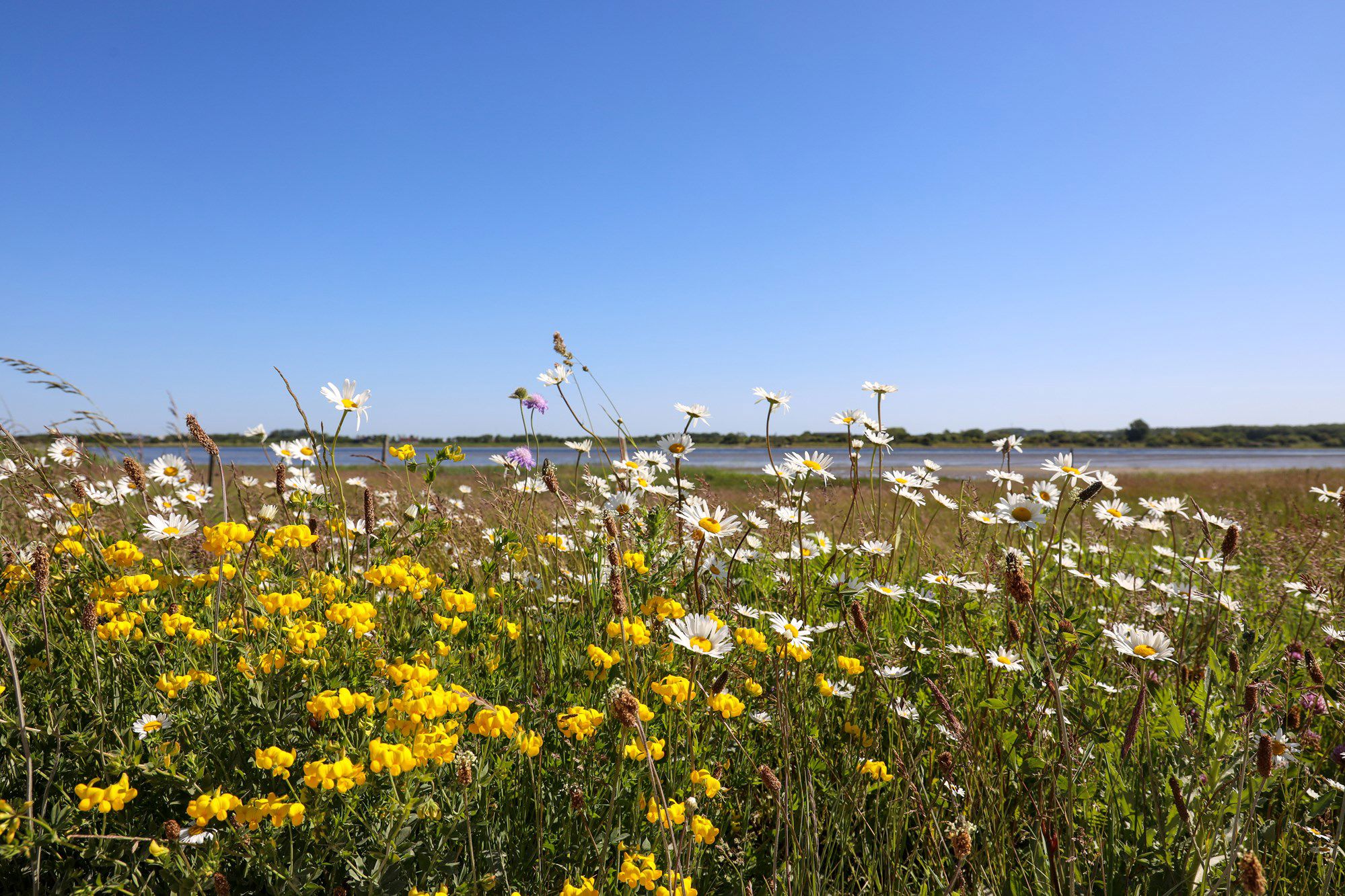 Markblomster og blå himmel