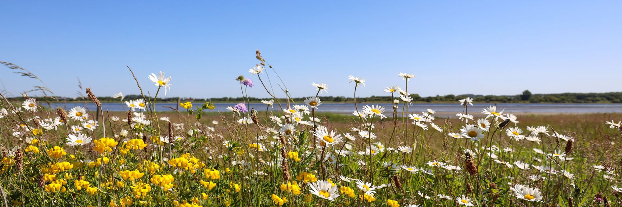 Markblomster og blå himmel