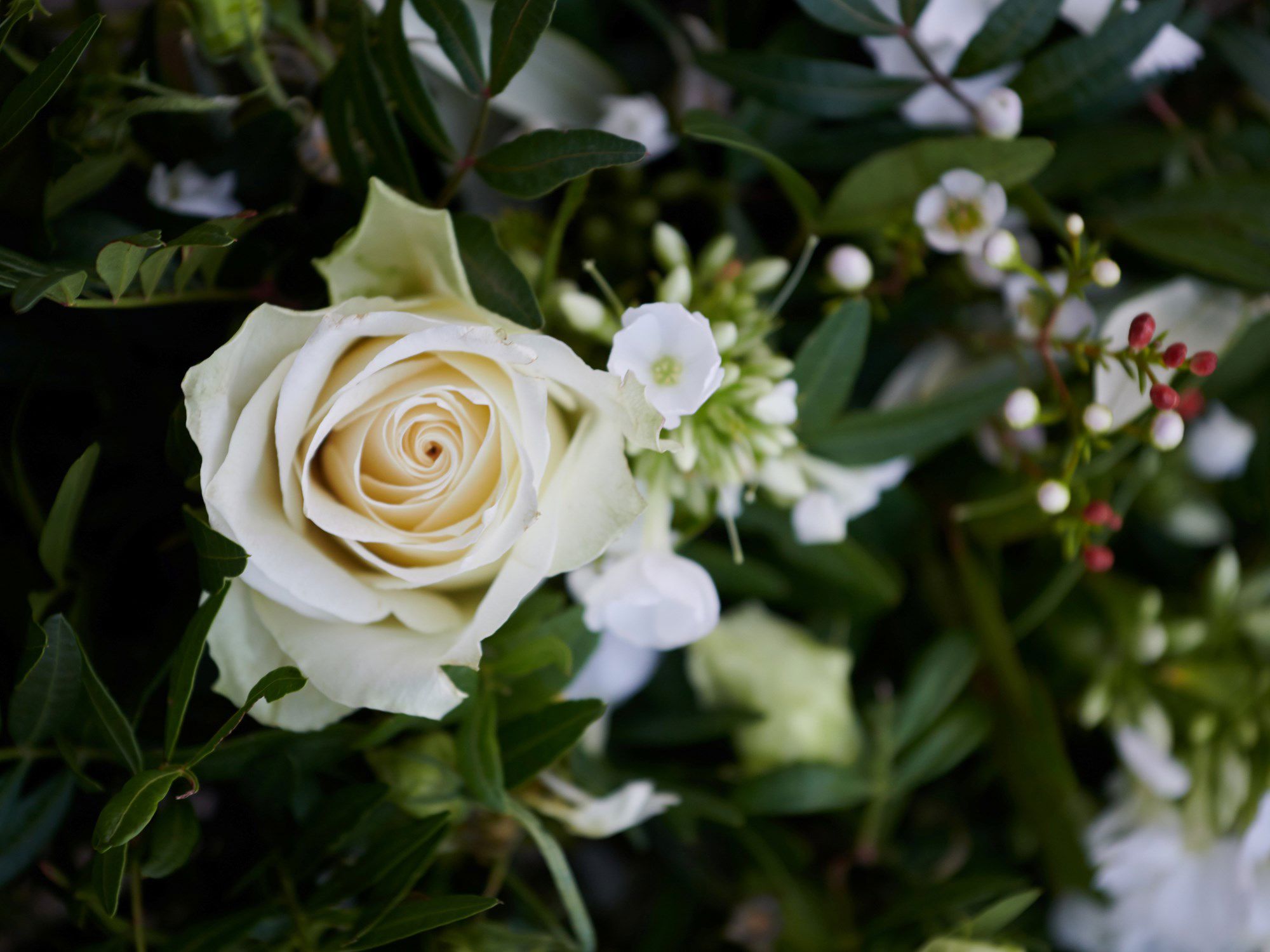 nærbillede hvid rose