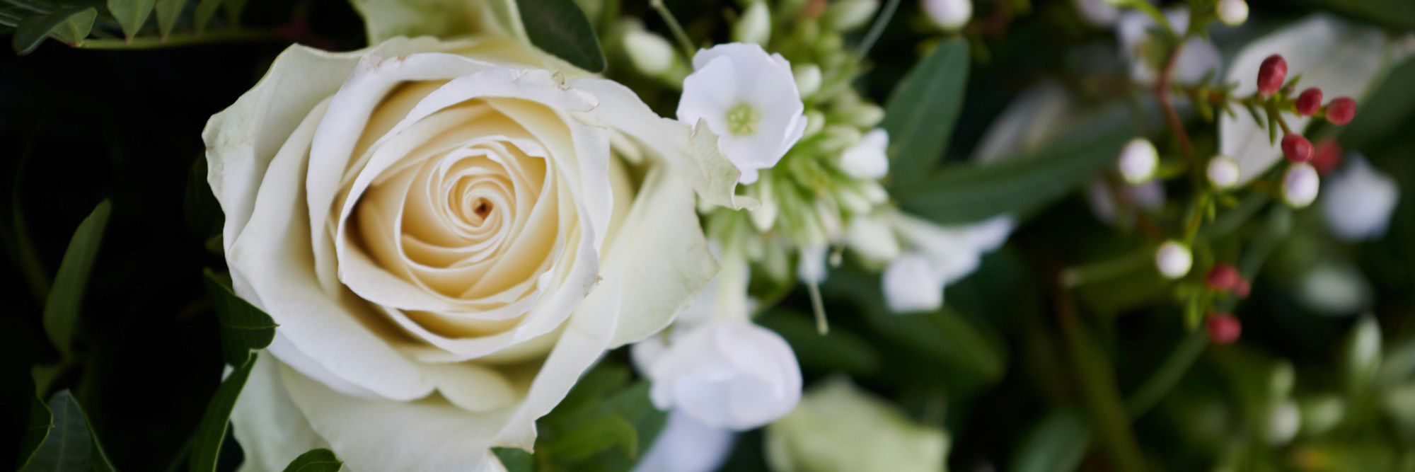 nærbillede hvid rose